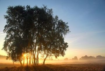 Eine markante Birkengruppe im Naturschutzgebiet