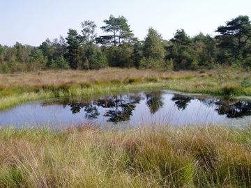 Nährstoffarmer See im NSG Hahlener Moor