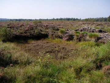 Renaturierungsfähiges Hochmoor im NSG Hahlener Moor