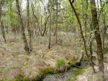 Moorbirkenwald im NSG Hahlener Moor