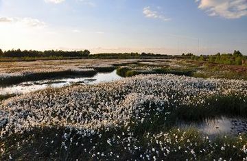 Renaturierter Teilbereich des Schutzgebietes im Frühling