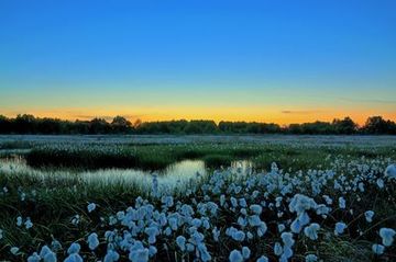 Abendstimmung in der Esterweger Dose