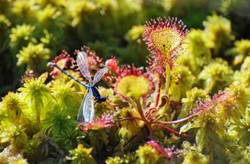 Sonnentau mit erbeuteter Libelle