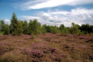 Blühende Heide in der Esterweger Dose