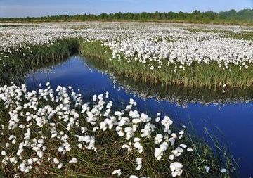 Fruchtendes Wollgras an einem vernässten Torfstich