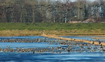 Rastende Gänse im gefluteten Moorhauser Polder