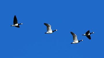 Nonnengänse beim Flug über den Moorhauser Polder