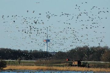 Pfeifenten über dem Moorhauser Polder