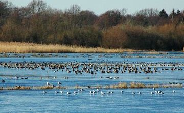 Rastende Vögel auf dem Eis des gefluteten Polders