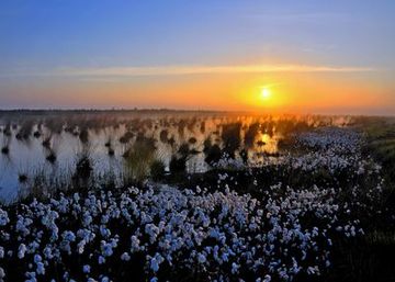 Fruchtendes Wollgras im Stapeler Moor