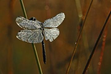 Schwarze Heidelibelle im Stapeler Moor