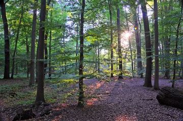 Blick in das Barneführer Holz