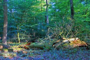 Totholz ist ein wichtiges Biotop-Element im Barneführer Holz