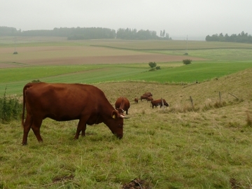 Naturschutzgebiet Gipskarstlandschaft Hainholz