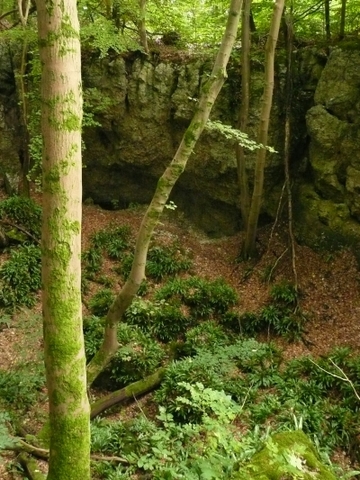 Naturschutzgebiet Gipskarstlandschaft Hainholz