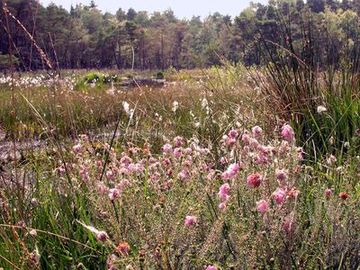 Blühende Glockenheide am Rande des Schlatts