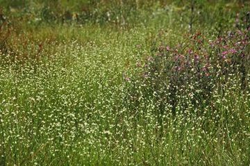 Weißes Schnabelried und Glockenheide am Rande des Schlatts