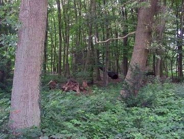 Struktur- und altholzreicher Wald im Naturschutzgebiet