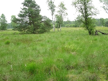 Seemoor und Schwarzes Moor bei Zahrensen