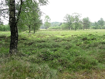 Seemoor und Schwarzes Moor bei Zahrensen