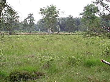 Seemoor und Schwarzes Moor bei Zahrensen