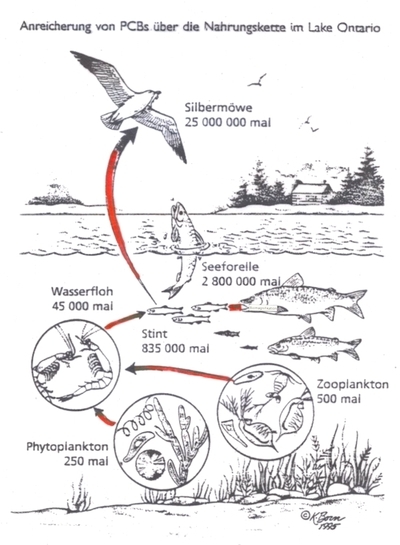 PCB-Anreicherung in der Nahrungskette des Lake Onraio