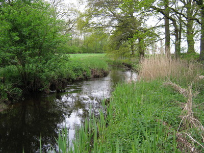 Naturnahe Wieste mit Röhricht, Weiden und Erlen im Uferbereich