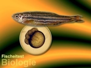 Fischeitest Biologie