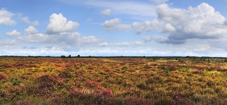 Das Bissendorfer Moor (Foto: C. Stahl)