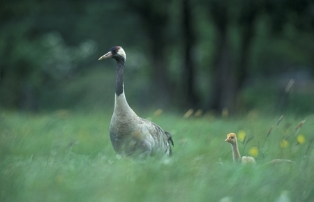 Kranich mit Jungvogel (Foto: D. Damschen)