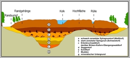 Typischer Schichtaufbau eines Hochmoores