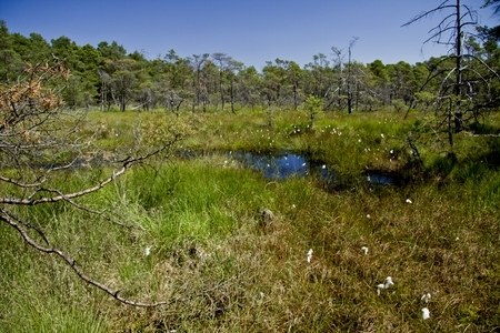 Moorlandschaft im Otternhagener Moor