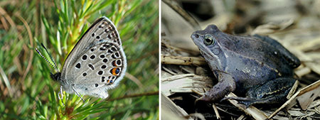 Hochmoor-Bläuling und Moorfrosch