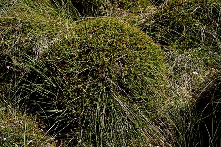 Moosbeeren auf Bulten