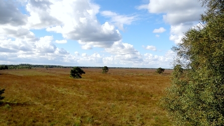 Große Freifläche („Heile-Haut-Fläche“) im Bissendorfer Moor