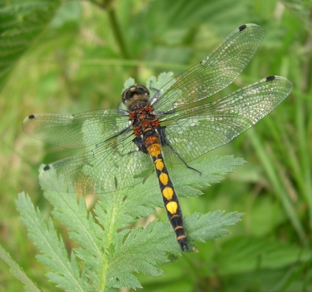 Große Moosjungfer (Leucorrhinia pectoralis)