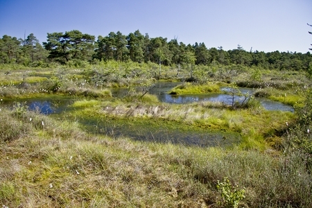 Alte wiedervernässte Handtorfstiche im Helstorfer Moor