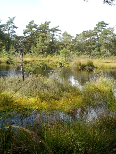 Großer Moorteich im südlichen Otternhagener Moor