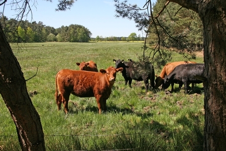 Landwirtschaftliche Nutzung im Randbereich der Moore