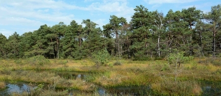 Otternhagener Moor