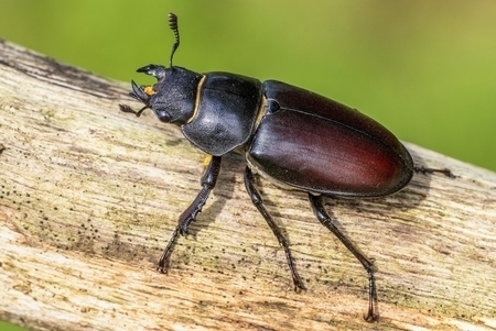 Hirschkäfer-Weibchen