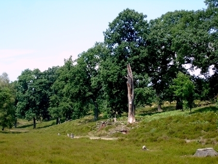 Lebensraum des Hirschkäfers: Alteichen-Bestand