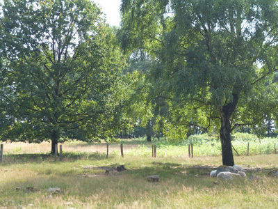 Sommertag im Naturschutzgebiet "Hügelgräberheide im Wiesengrund"