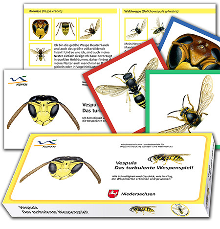 Vespula