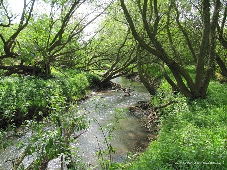 Naturnaher Abschnitt im Mittellauf der Delme