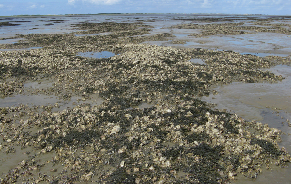 Muschelbank im Wanger Watt