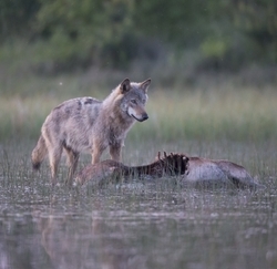 Wolf © Jürgen Borris