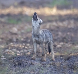 Wolf © Jürgen Borris