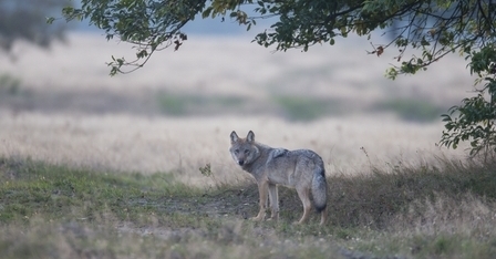 Wolf © Jürgen Borris