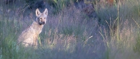 Wolf © Jürgen Borris